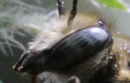 Réf. 126 406 : Megachile sp.