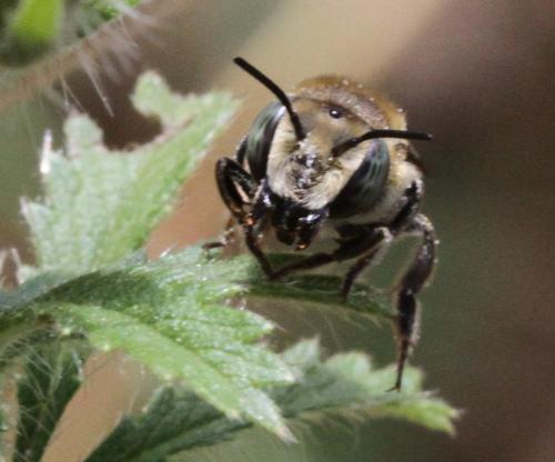 Réf. 126 212 : Megachile sp.