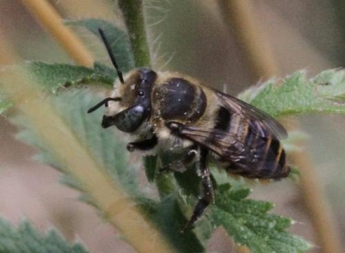 Réf. 126 211 : Megachile sp.