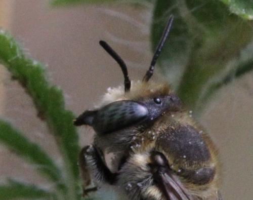 Réf. 126 213 : Megachile sp.
