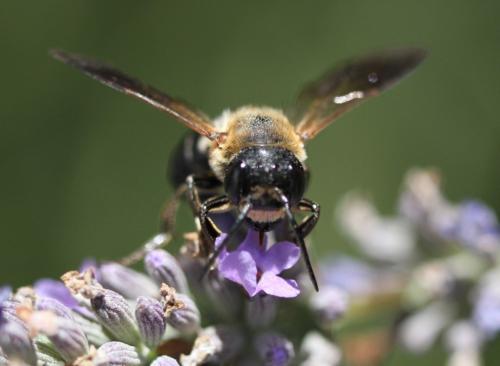 Megachile sculpturalis