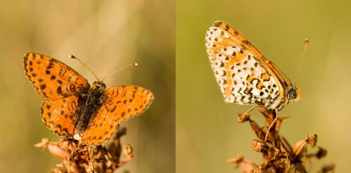 Melitaea didyma