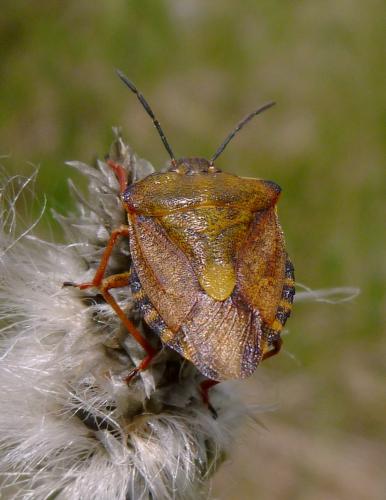 Carpocoris purpureipennis