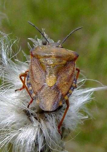 Carpocoris purpureipennis