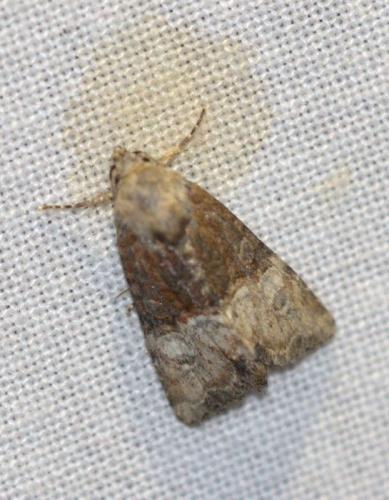 Mesoligia furuncula