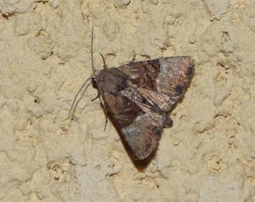 Réf. 126 279 : Mesoligia furuncula