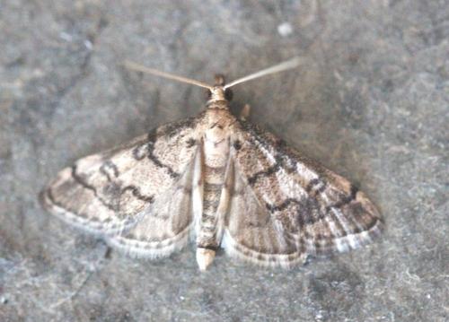 Metasia cuencalis