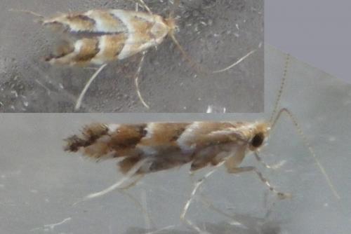 Réf. 126 483 : Cameraria ohridella