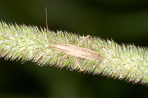 Stenodema laevigata