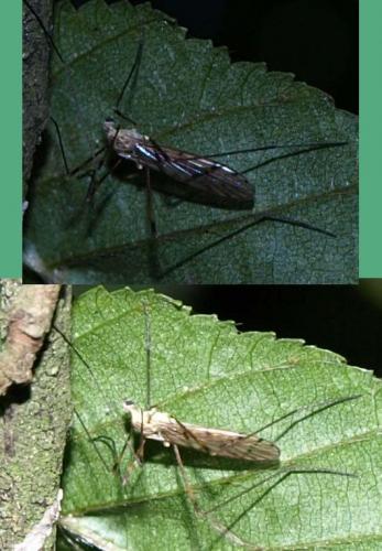 Symplecta sp.