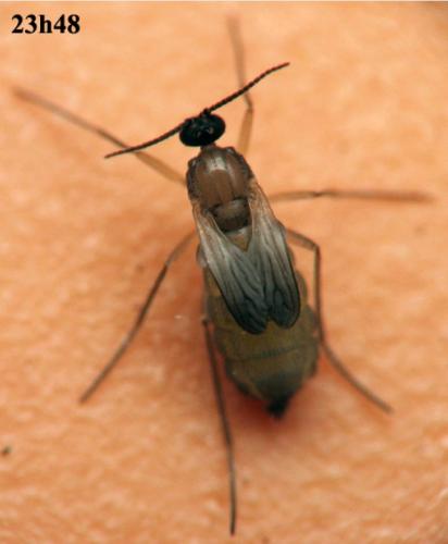 Bradysia sp.