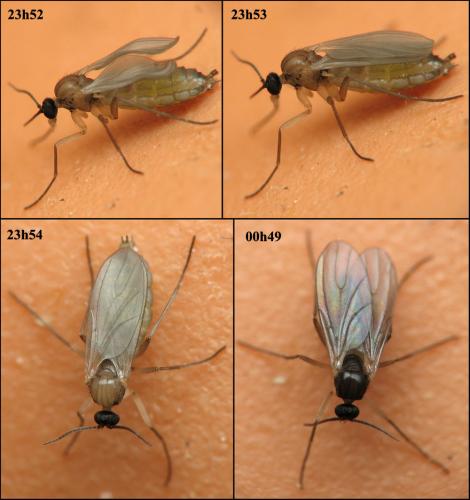 Bradysia sp.