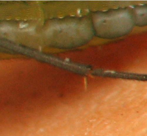 Réf. 126 564 : Bradysia sp.