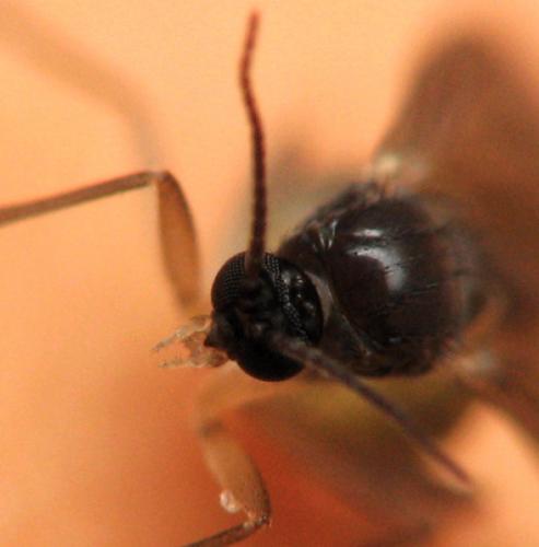 Bradysia sp.