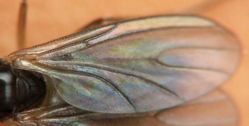 Bradysia sp.