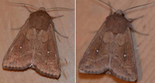 Réf. 126 294 : Mythimna albipuncta