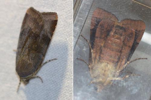 Noctua janthina