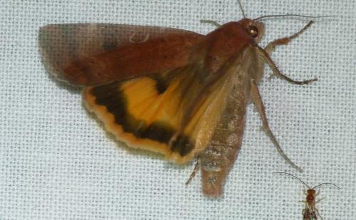 Réf. 126 540 : Noctua interposita