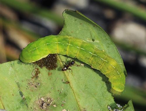 Phlogophora meticulosa