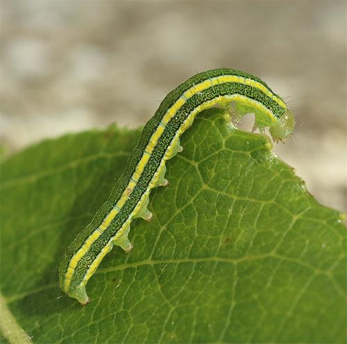 Ceramica pisi