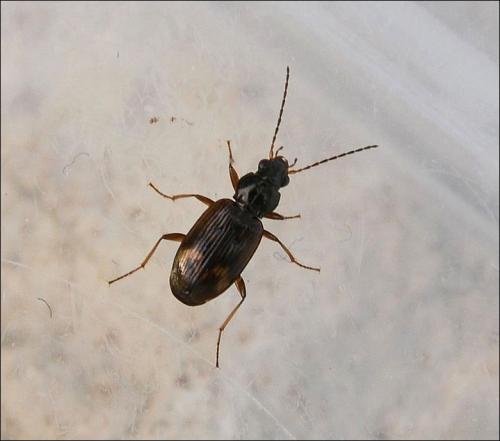 Réf. 126 198 : Bembidion sp.