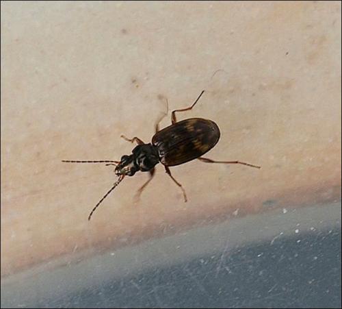 Réf. 126 199 : Bembidion sp.
