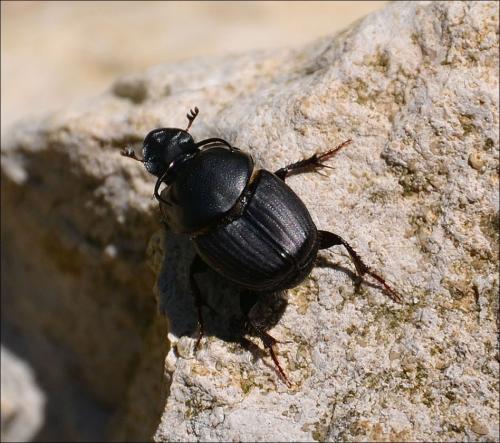 Réf. 126 120 : Onthophagus taurus