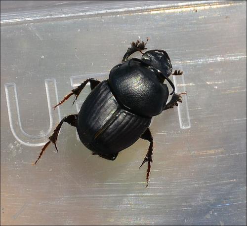 Réf. 126 121 : Onthophagus taurus