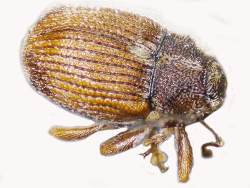 Réf. 126 498 : Oprohinus consputus