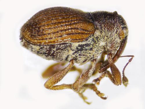 Réf. 126 497 : Oprohinus consputus
