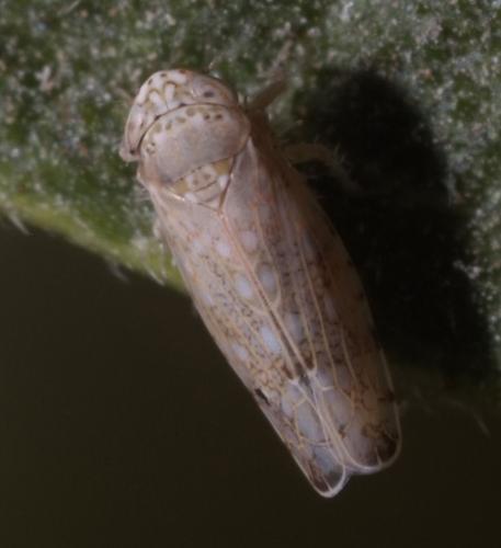 Orosius orientalis