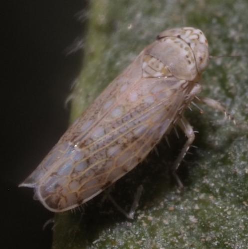 Orosius orientalis