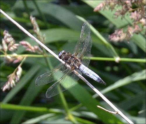 Réf. 126 453 : Libellula fulva