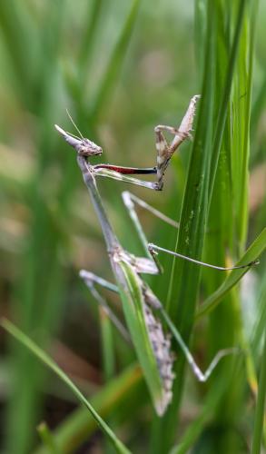 Réf. 126 670 : Empusa pennata