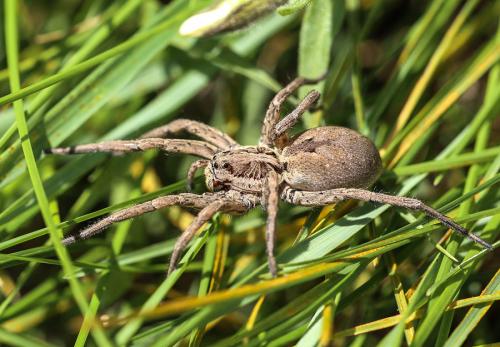 Hogna radiata