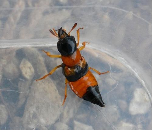Oxyporus rufus