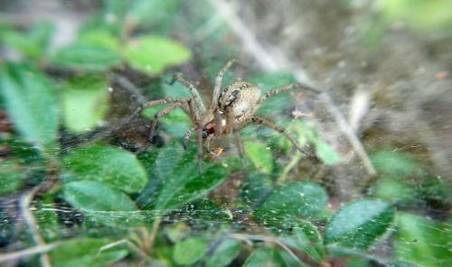Agelena labyrinthica