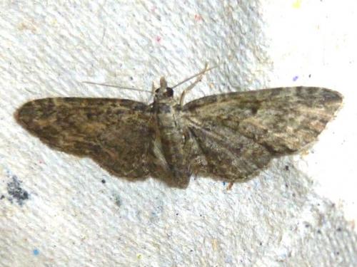 Réf. 126 827 : Eupithecia subfuscata