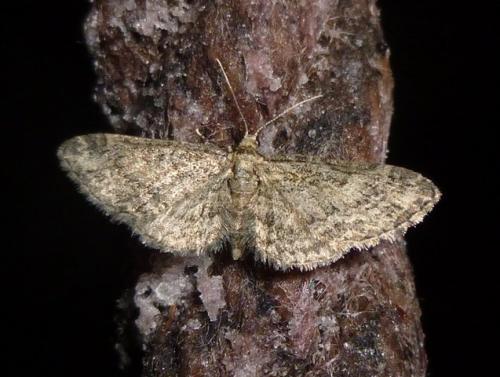 Réf. 126 825 : Eupithecia inturbata