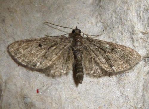 Eupithecia sp.