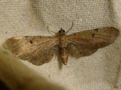 Réf. 126 725 : Eupithecia absinthiata