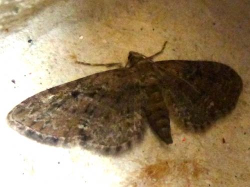 Eupithecia sp.