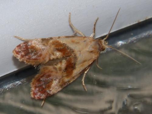 Cochylis millierana