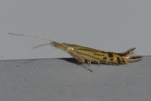 Réf. 126 207 : Goniodoma sp.