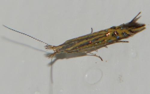Réf. 126 208 : Goniodoma sp.