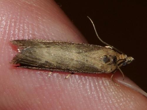 Réf. 126 812 : Isauria dilucidella