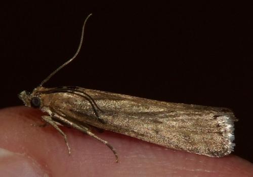 Réf. 126 813 : Isauria dilucidella