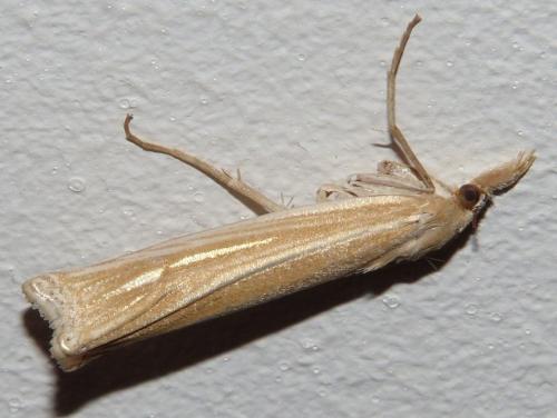 Ancylolomia sp.