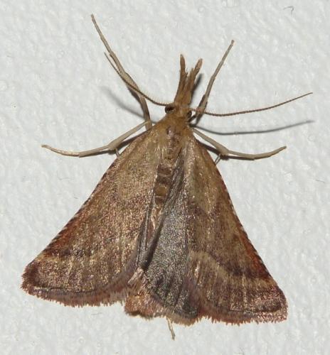 Réf. 126 727 : Synaphe punctalis