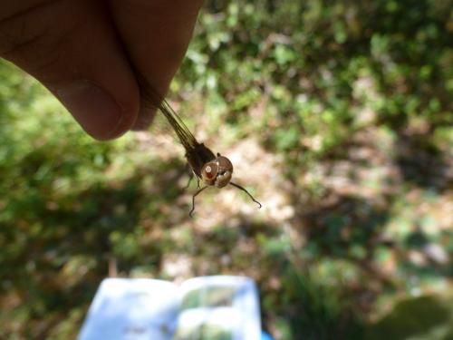Sympetrum meridionale